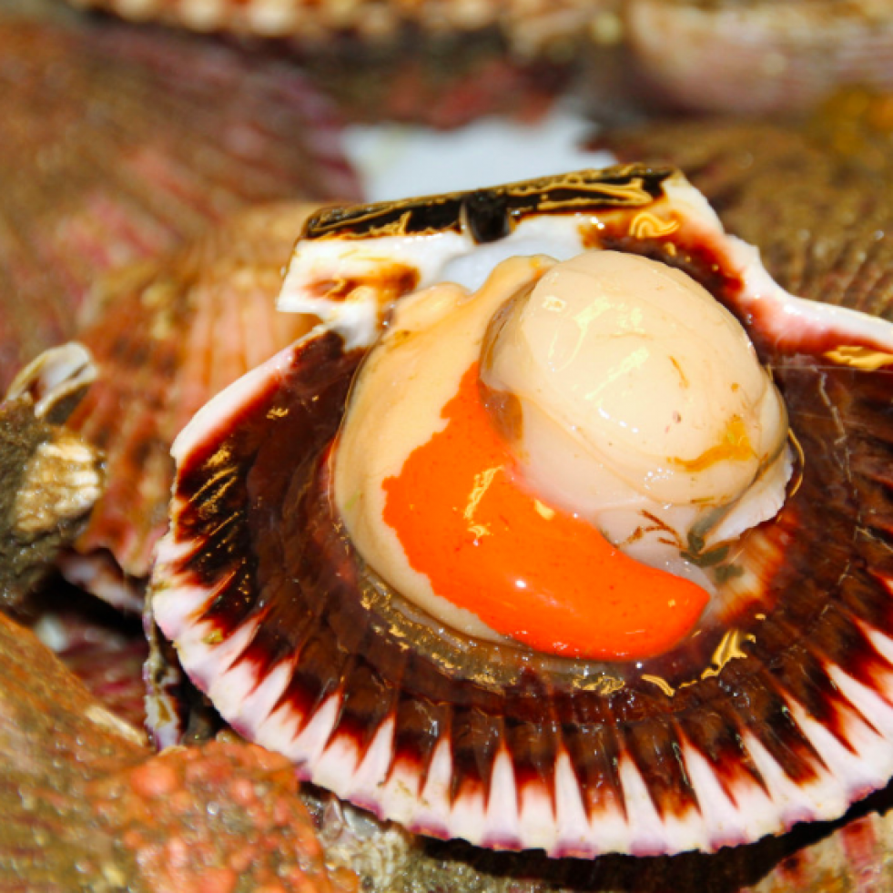 Galicia se llena de sabor este fin de semana con más de una docena de fiestas gastronómicas
