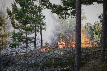 Skagen (Denmark), 14/07/2025.- General view during a wildfire that broke out in Skagen Dune Plantation near Skagen, Denmark, 14 July 2025. (incendio forestal, Dinamarca) EFE/EPA/CLAUS BJOERN LARSEN DE