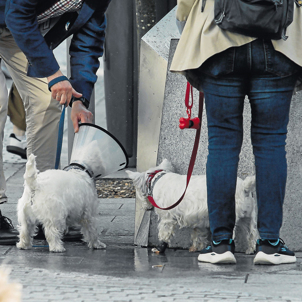 Orinar en la vía genera diez veces más multas que no recoger los excrementos caninos