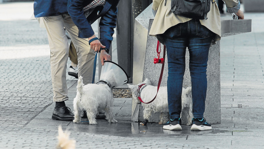 Orinar en la vía genera diez veces más multas que no recoger los excrementos caninos