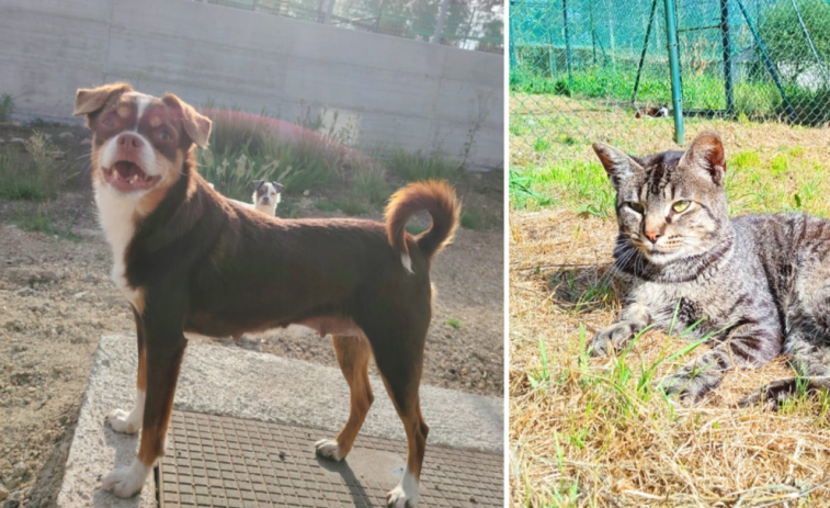 Gatocan busca familia para Princesa y Hércules