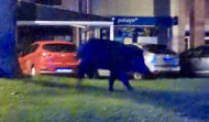 Mientras A Coruña duerme, un jabalí juguetón corretea por Los Rosales