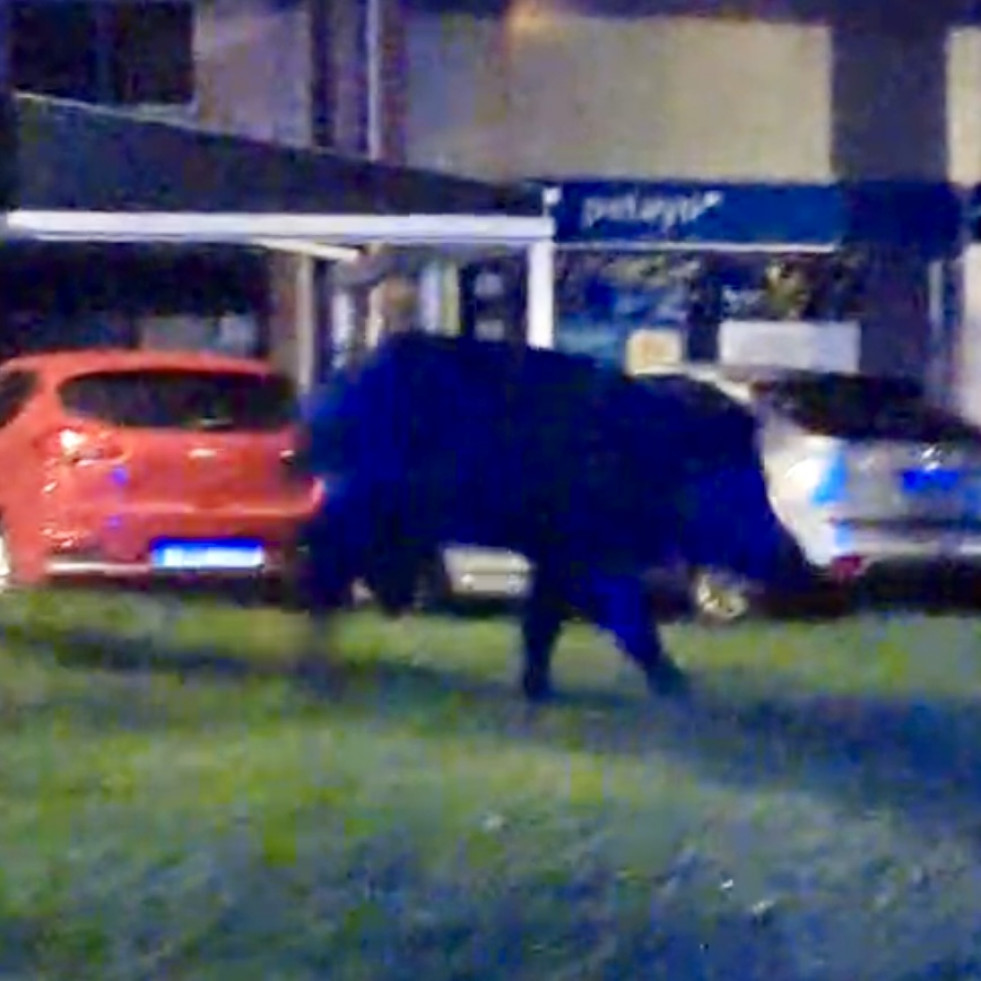 Mientras A Coruña duerme, un jabalí juguetón corretea por Los Rosales