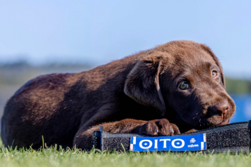 Oito