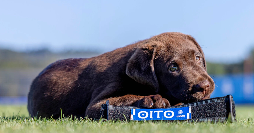 Oito
