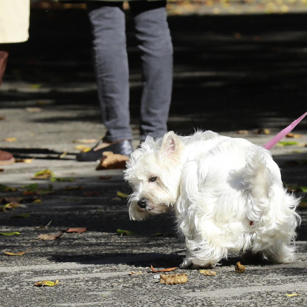 El Ayuntamiento de A Coruña pone 73 multas por no recoger los excrementos de los perros