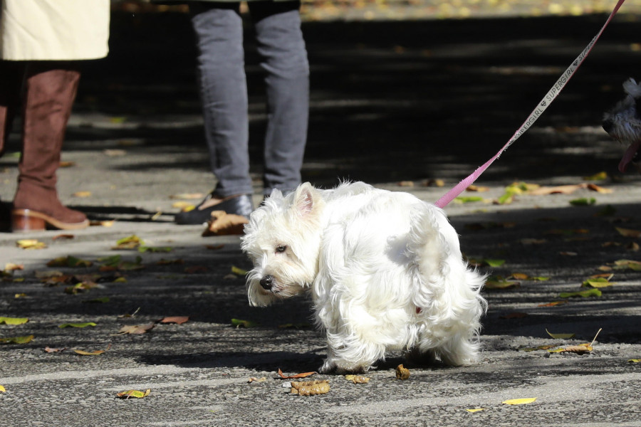 La Policía Local pone 73 multas a dueños de perros en su campaña contra las heces en A Coruña