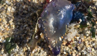 Alerta en A Coruña por la presencia de carabelas portuguesas
