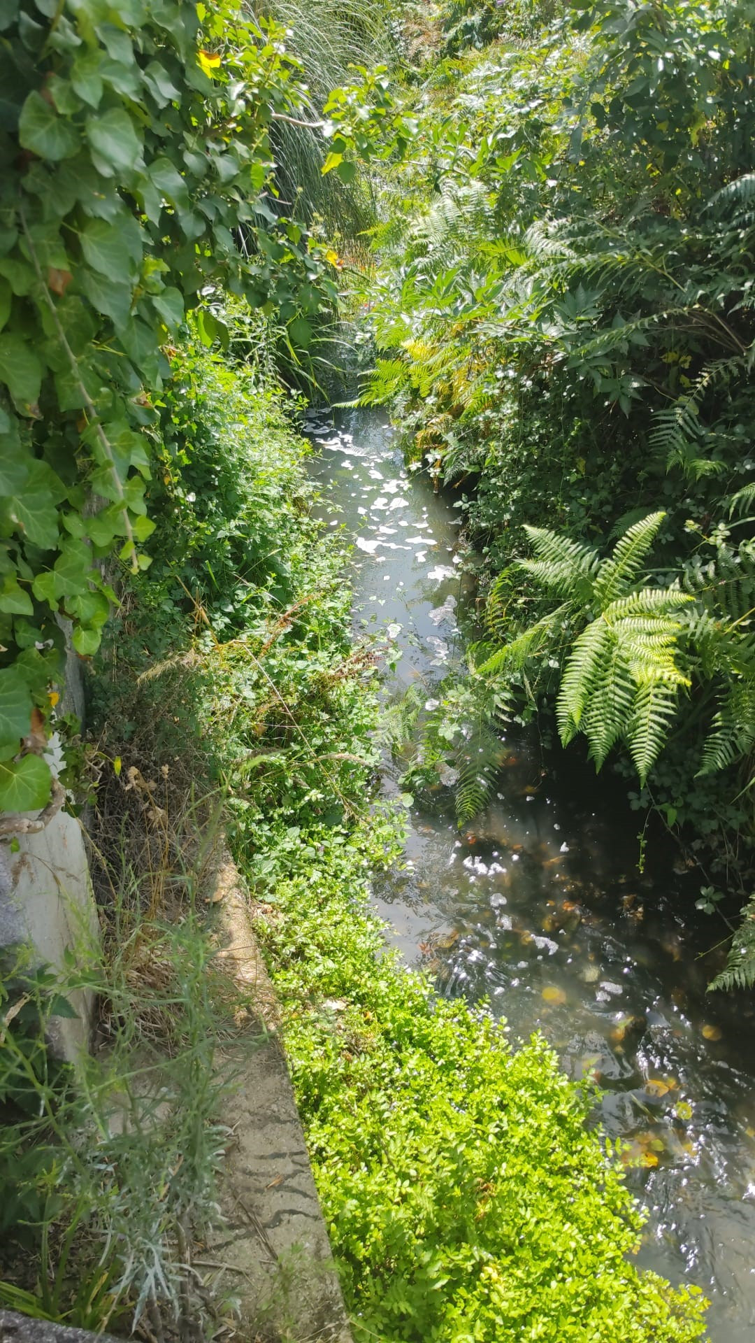 Vertido bergondo