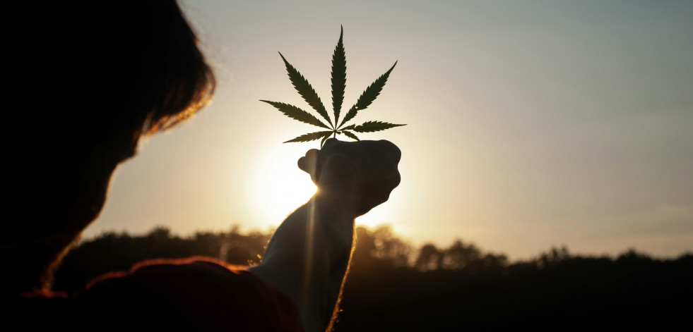 El cannabis de alta potencia aumenta el riesgo de psicosis y afecta especialmente a jóvenes y consumidores frecuentes