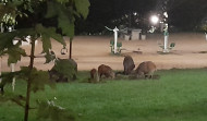 La Policía Local de A Coruña patrulla el monte de San Pedro en busca de una piara de jabalíes