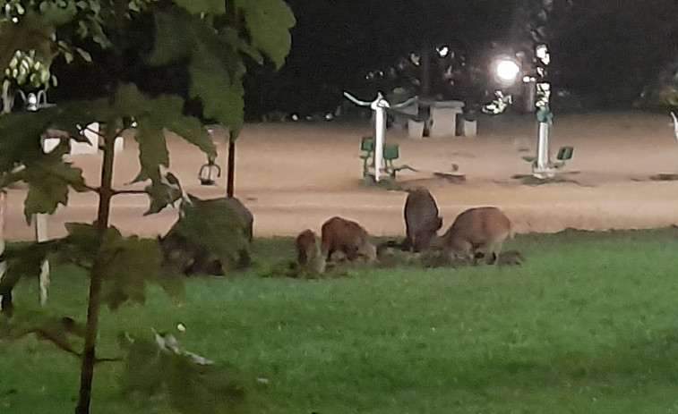 La Policía Local de A Coruña patrulla el monte de San Pedro en busca de una piara de jabalíes