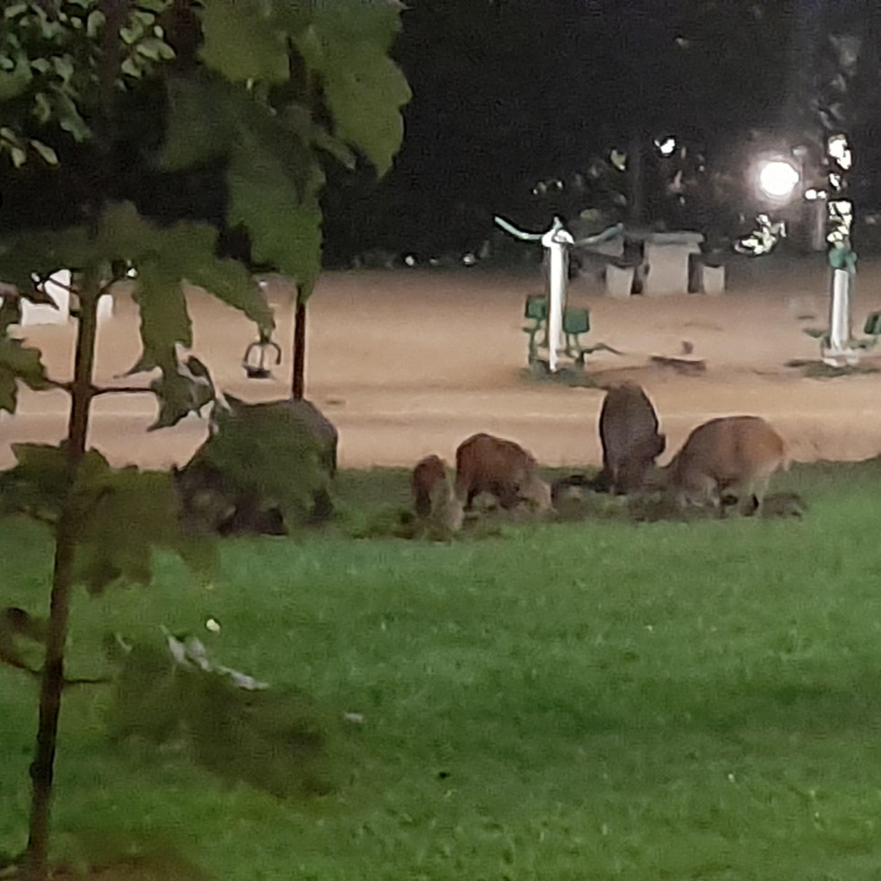 La Policía Local de A Coruña patrulla el monte de San Pedro en busca de una piara de jabalíes