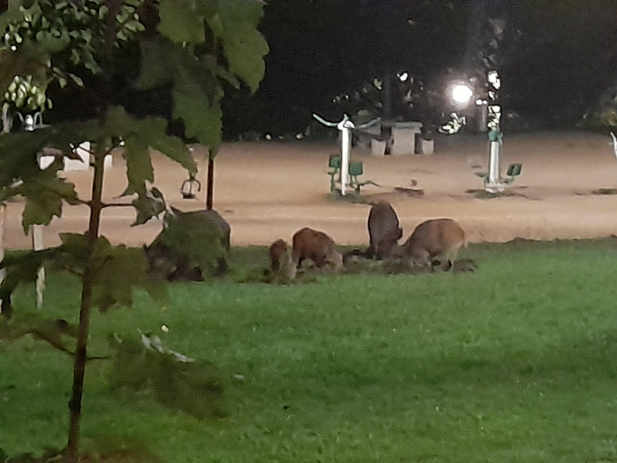 La Policía Local de A Coruña patrulla el monte de San Pedro en busca de una piara de jabalíes