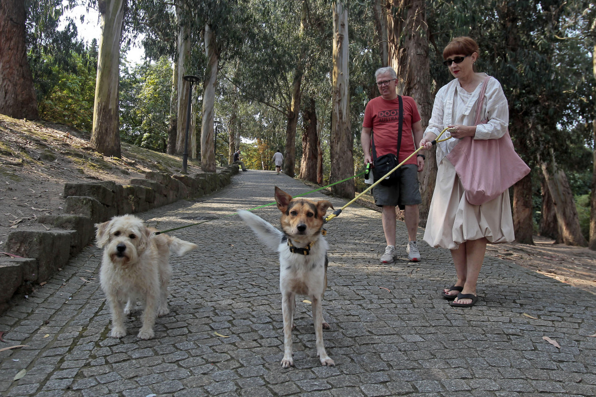 Perros santa margarita (2)