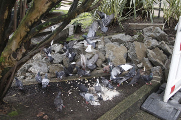 Palomas  6  14233461