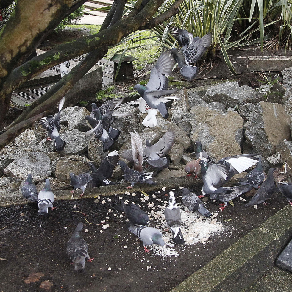 Doméstica, torcaz o tórtola: estos son los tipos de palomas que atormentan a los coruñeses