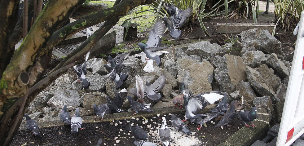 Doméstica, torcaz o tórtola: estos son los tipos de palomas que atormentan a los coruñeses