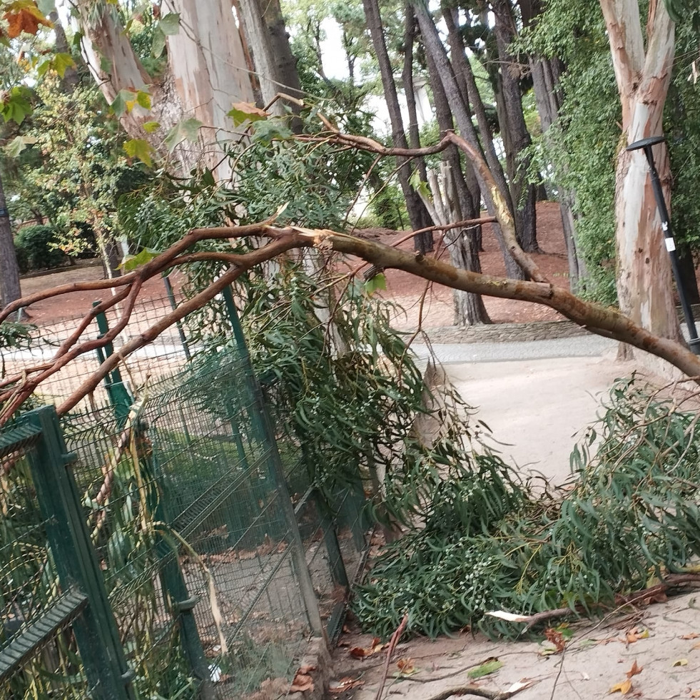 Susto en Santa Margarita por la caída de una rama de un árbol