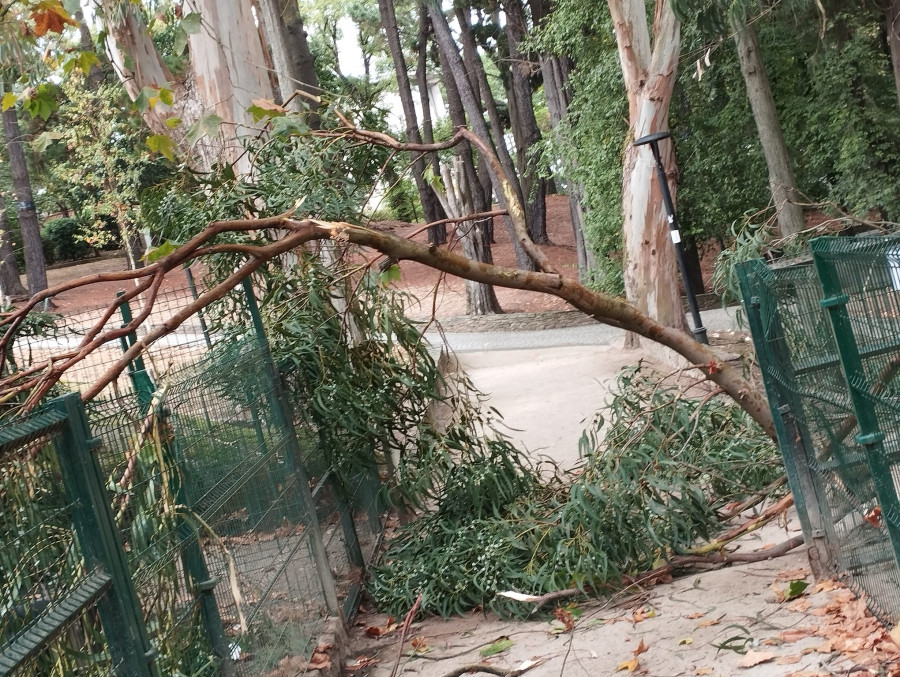 Susto en Santa Margarita por la caída de una rama de un árbol