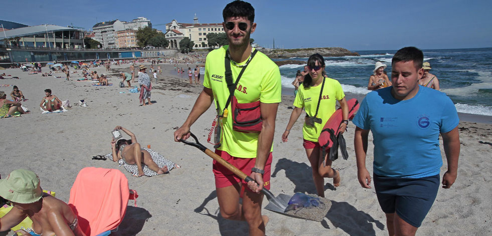 El servicio de limpieza de A Coruña recoge un centenar de   carabelas portuguesas en las playas cada día
