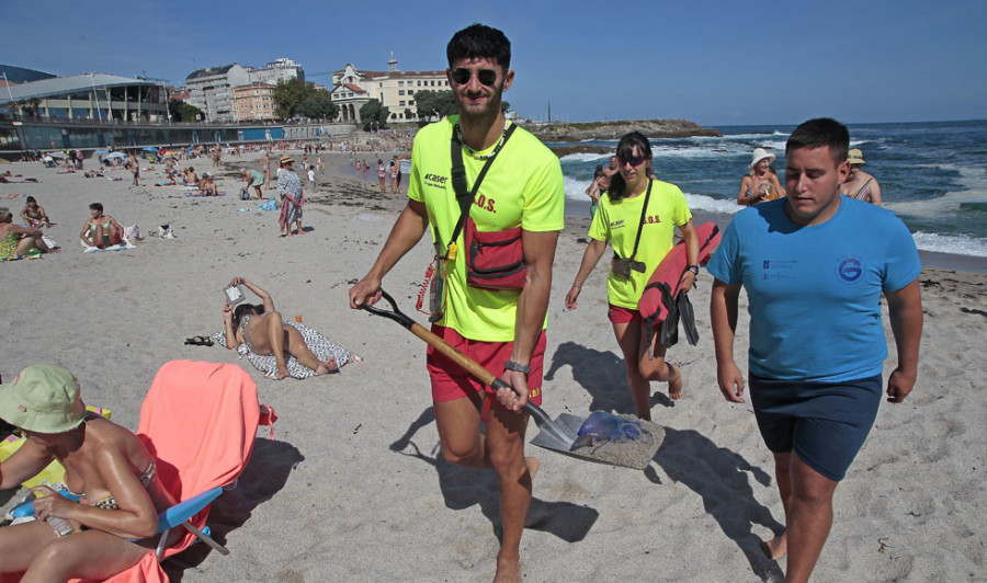 El servicio de limpieza de A Coruña recoge un centenar de   carabelas portuguesas en las playas cada día