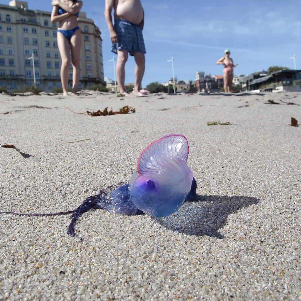 Aceptar medusa como animal de compañía