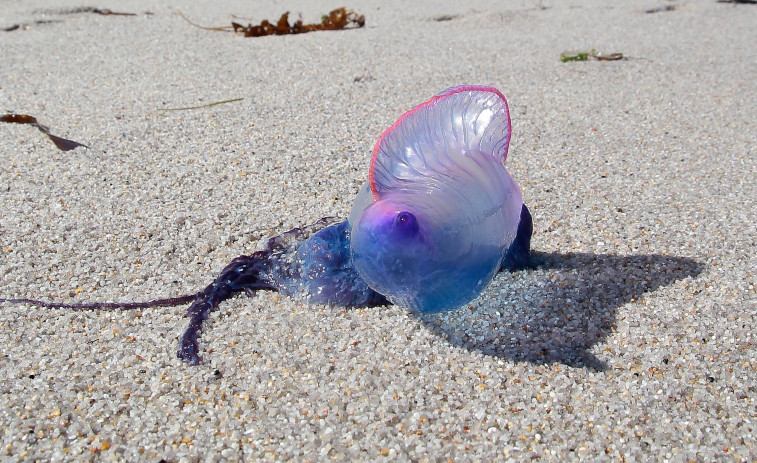 La prima de la medusa con tentáculos de hasta 20 metros que invade las playas de A Coruña