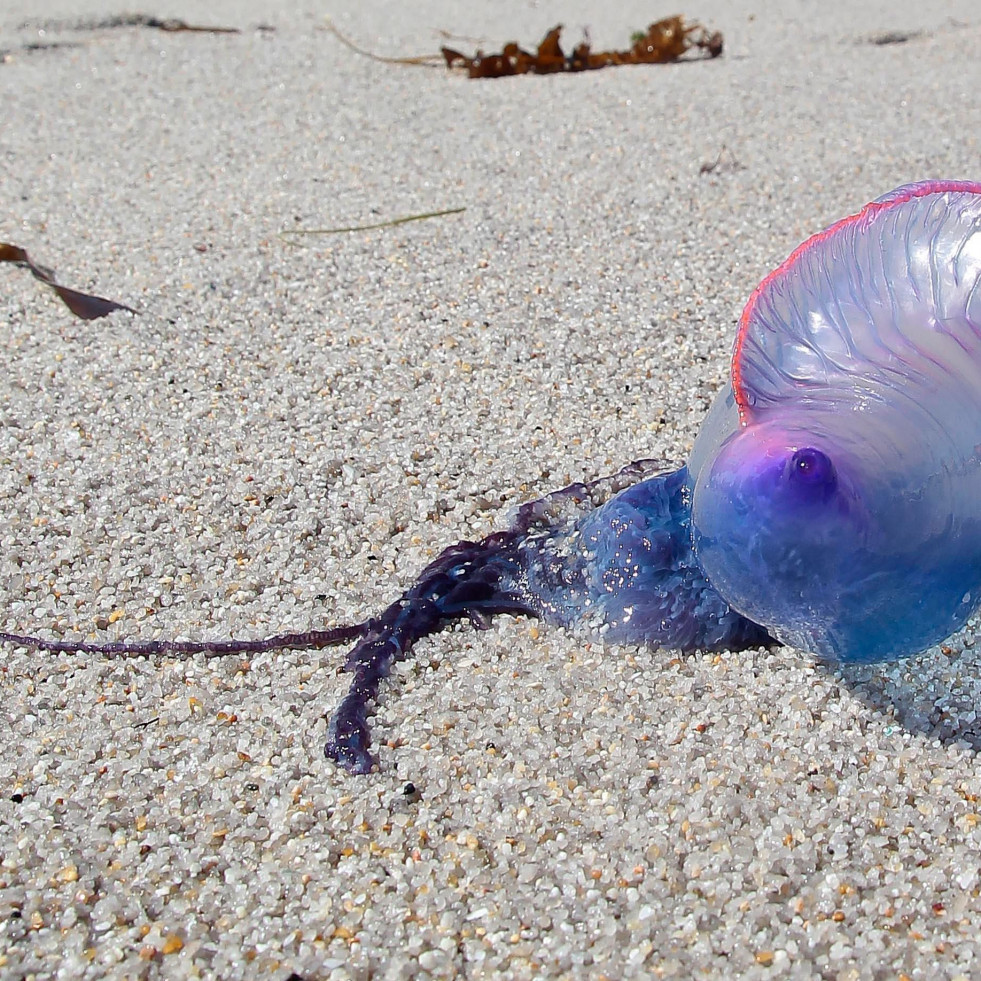 La prima de la medusa con tentáculos de hasta 20 metros que invade las playas de A Coruña
